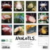 image Axolotls 2025 Wall Calendar First Alternate Image width=&quot;1000&quot; height=&quot;1000&quot;