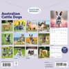 image Australian Cattle Dogs 2026 Wall Calendar First Alternate Image