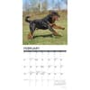 image Just Rottweilers 2026 Wall Calendar Second Alternate Image