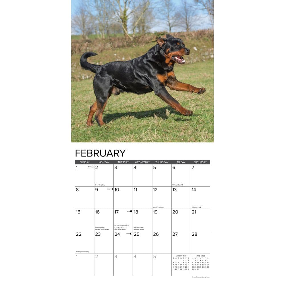Just Rottweilers 2026 Wall Calendar Second Alternate Image