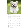 image Shih Tzu Puppies 2026 Wall Calendar Second Alternate Image