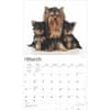 image Yorkshire Terriers Deluxe 2025 Wall Calendar Second Alternate Image