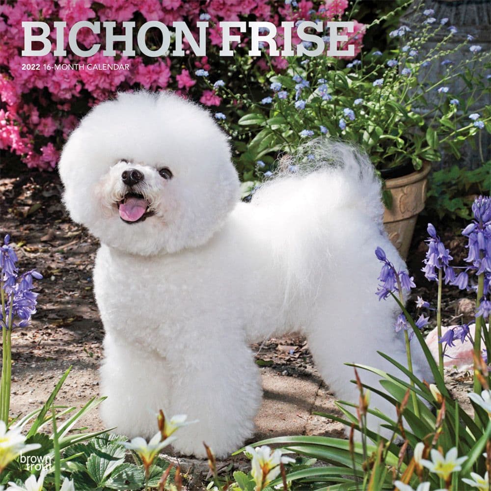 Bichon Frise 2022 Wall Calendar