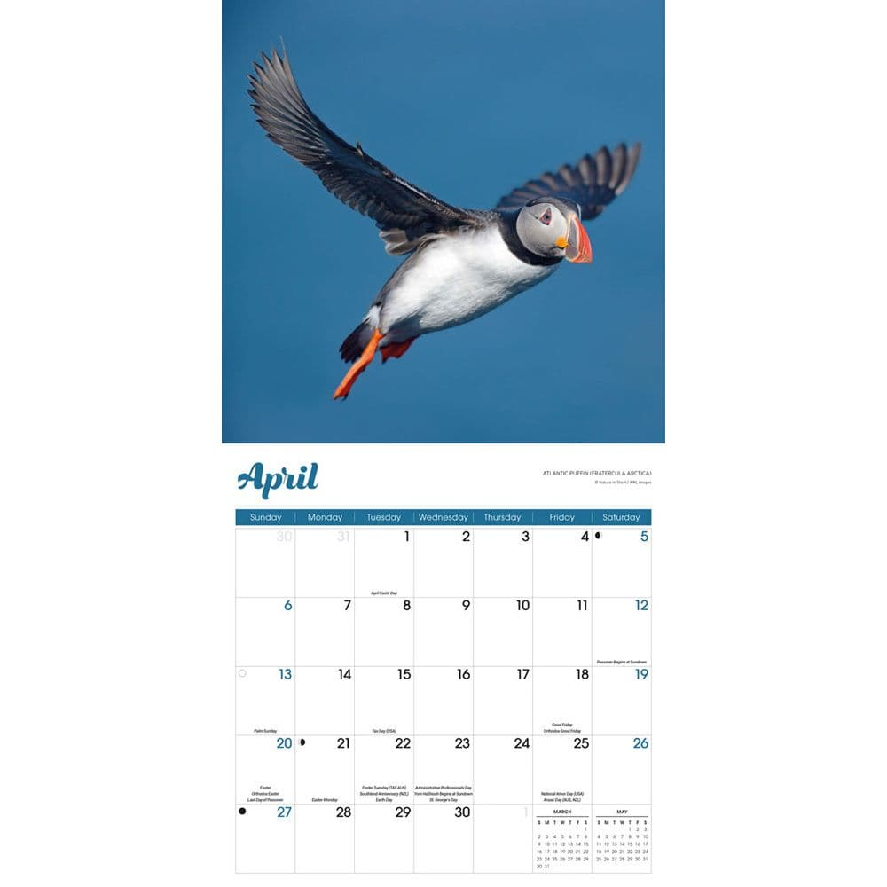 Puffins 2025 Wall Calendar Second Alternate Image width=&quot;1000&quot; height=&quot;1000&quot;