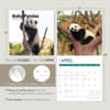 image Baby Pandas 2024 Wall Calendar