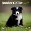 image Border Collie Puppies 2025 Mini Wall Calendar Main Product Image width=&quot;1000&quot; height=&quot;1000&quot;