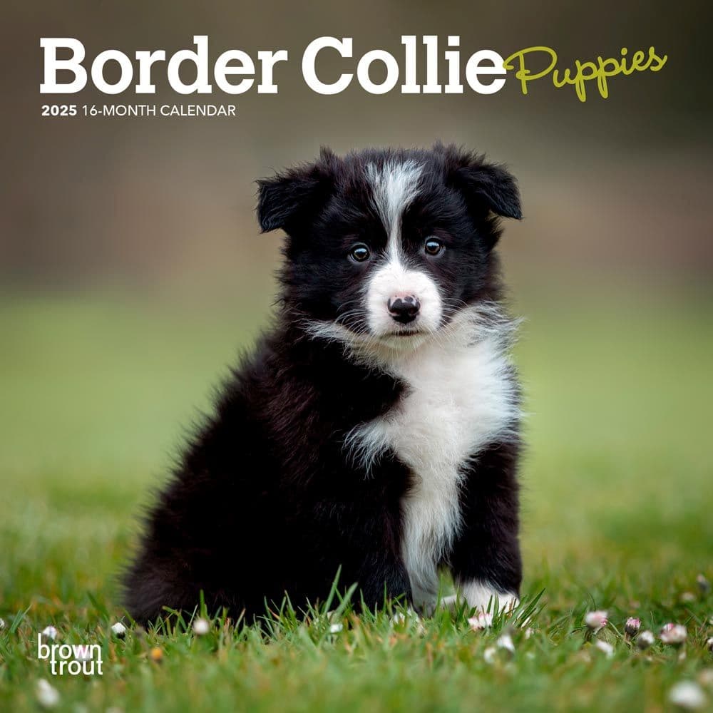 Border Collie Puppies 2025 Mini Wall Calendar Main Product Image width=&quot;1000&quot; height=&quot;1000&quot;