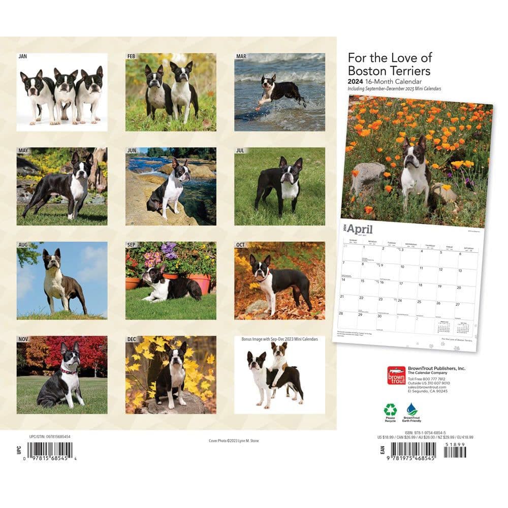 Boston Terriers Deluxe 2024 Wall Calendar