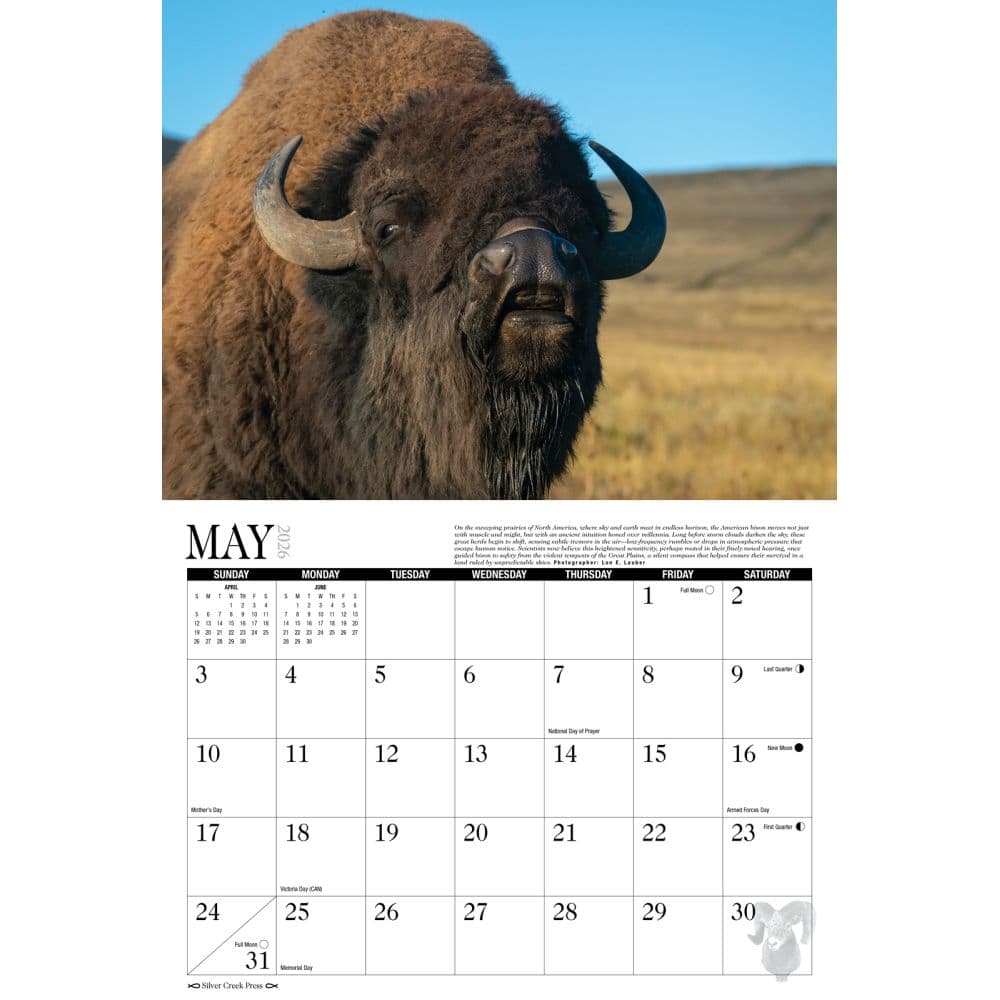 Trophy Antlers and Horns 2026 Wall Calendar Second Alternate Image