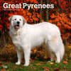 image Great Pyrenees 2024 Wall Calendar Main Product Image width=&quot;1000&quot; height=&quot;1000&quot;
