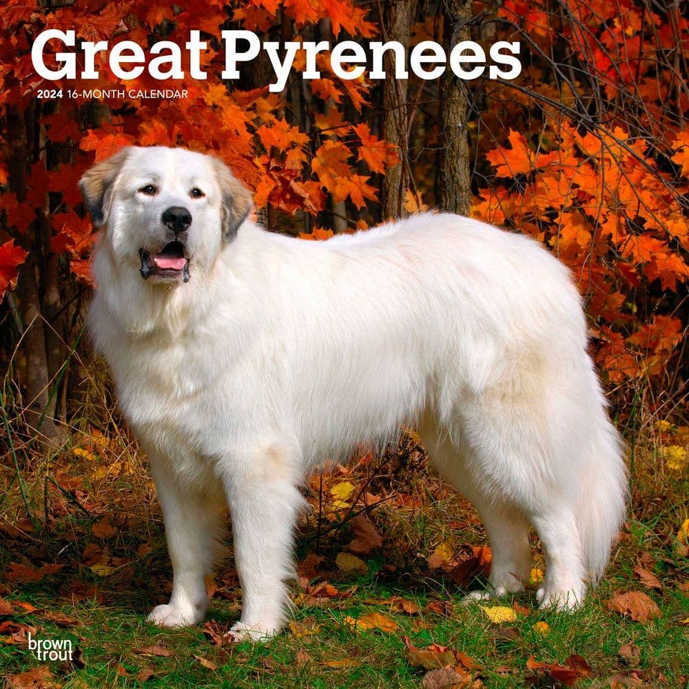Great Pyrenees 2024 Wall Calendar Main Product Image width=&quot;1000&quot; height=&quot;1000&quot;