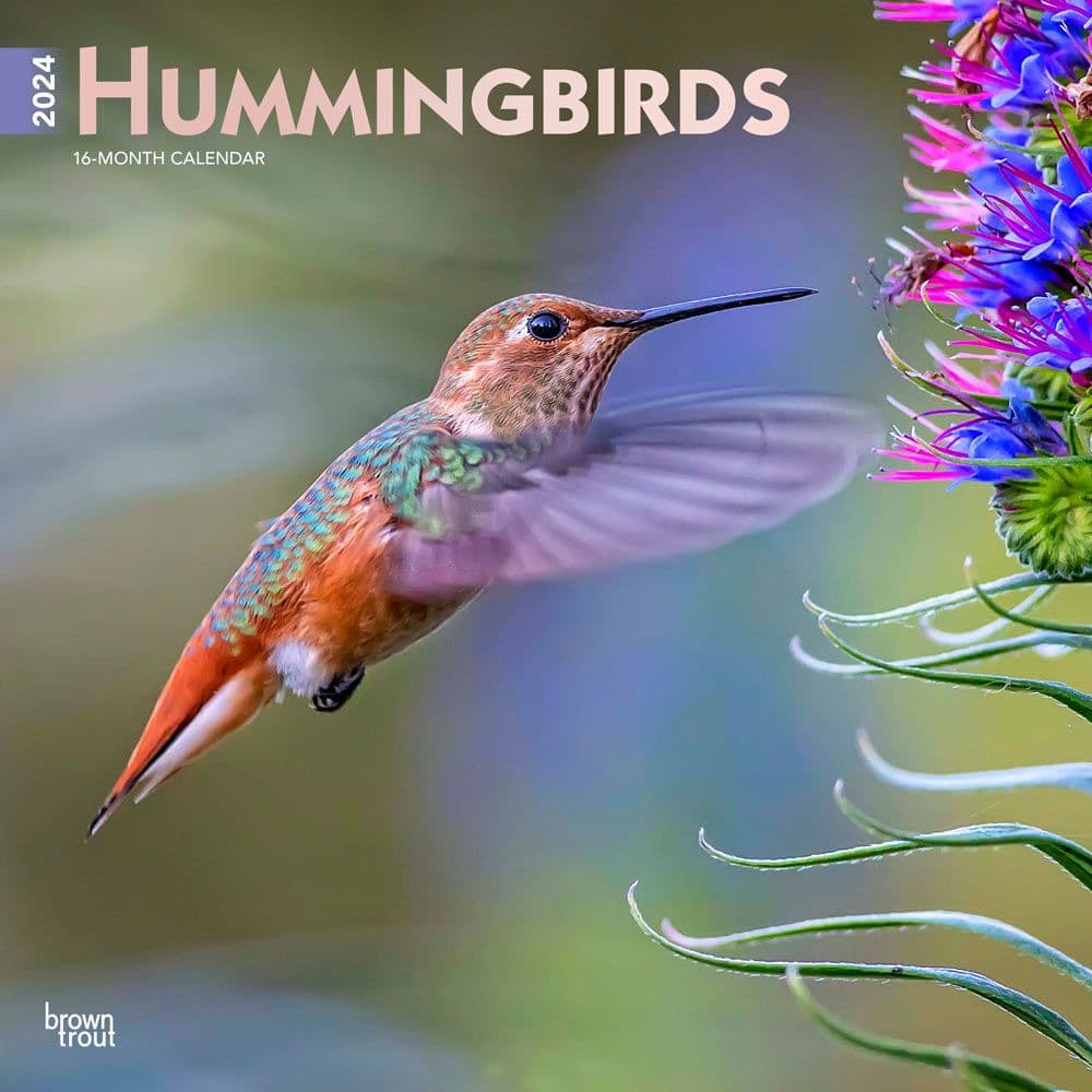 Hummingbirds 2024 Wall Calendar Calendars Com   54d9f858 54c0 4569 A60a 4c5861c0dddd