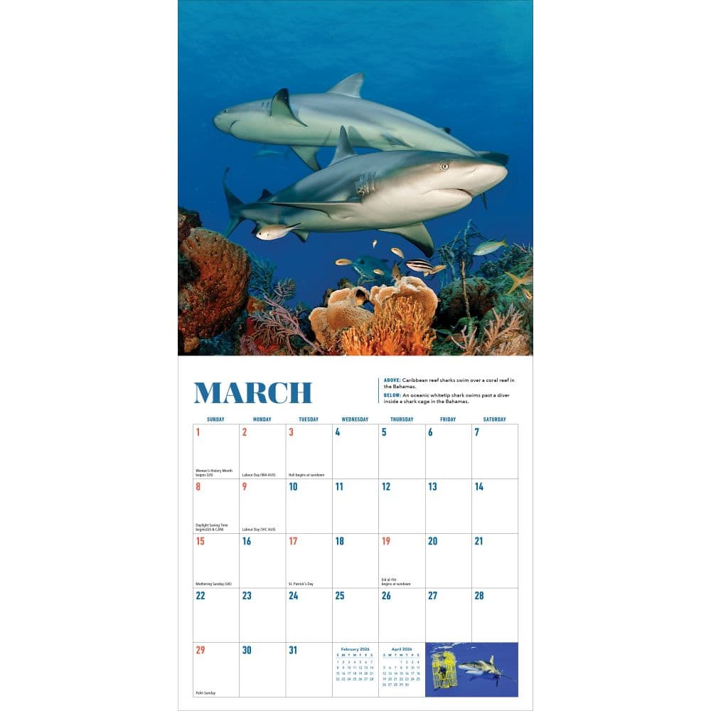 Sharks Mini 2026 Wall Calendar Second Alternate Image