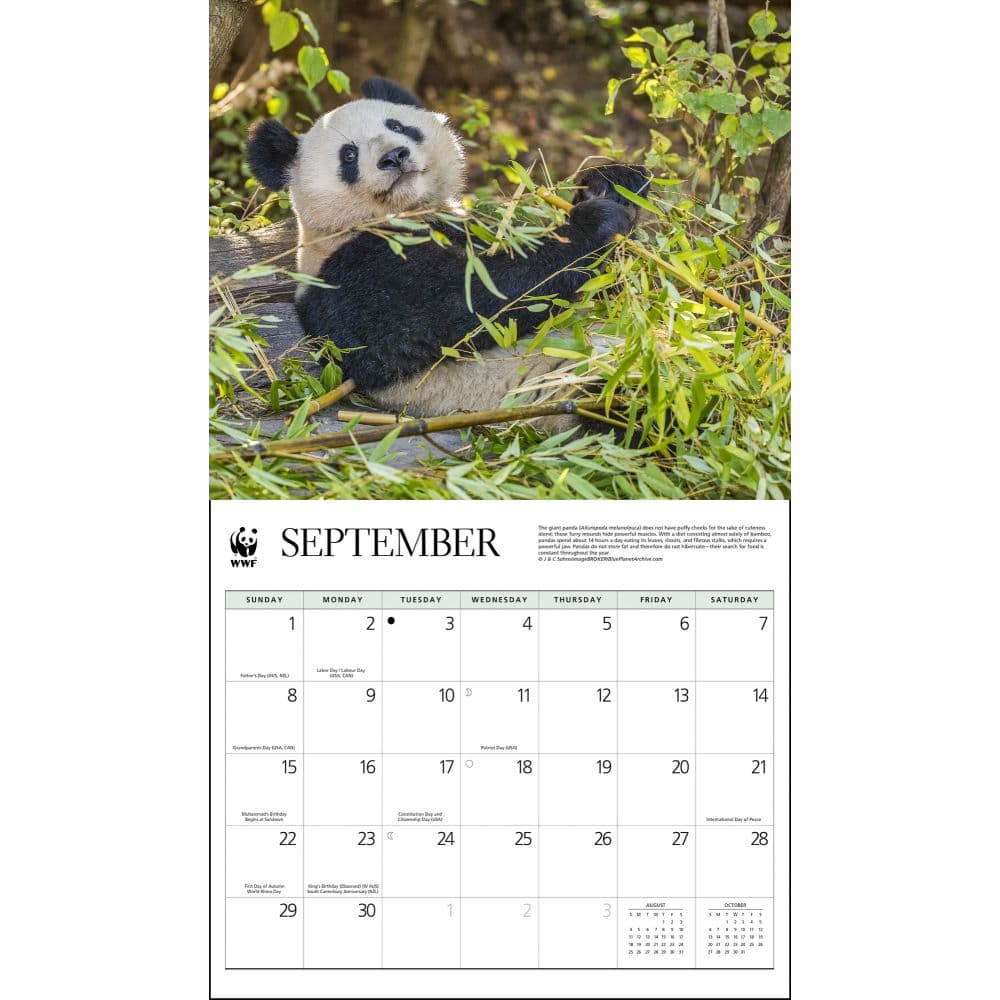 Giant Pandas WWF 2025 Wall Calendar