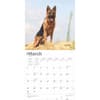 image German Shepherds 2025 Wall Calendar Second Alternate Image width=&quot;1000&quot; height=&quot;1000&quot;