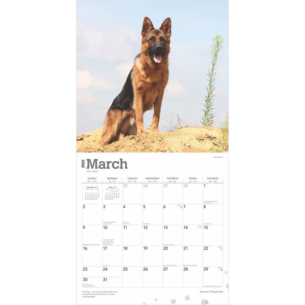 German Shepherds 2025 Wall Calendar