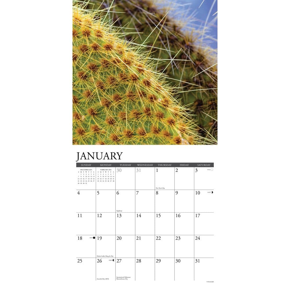 Cactus 2026 Wall Calendar Second Alternate Image