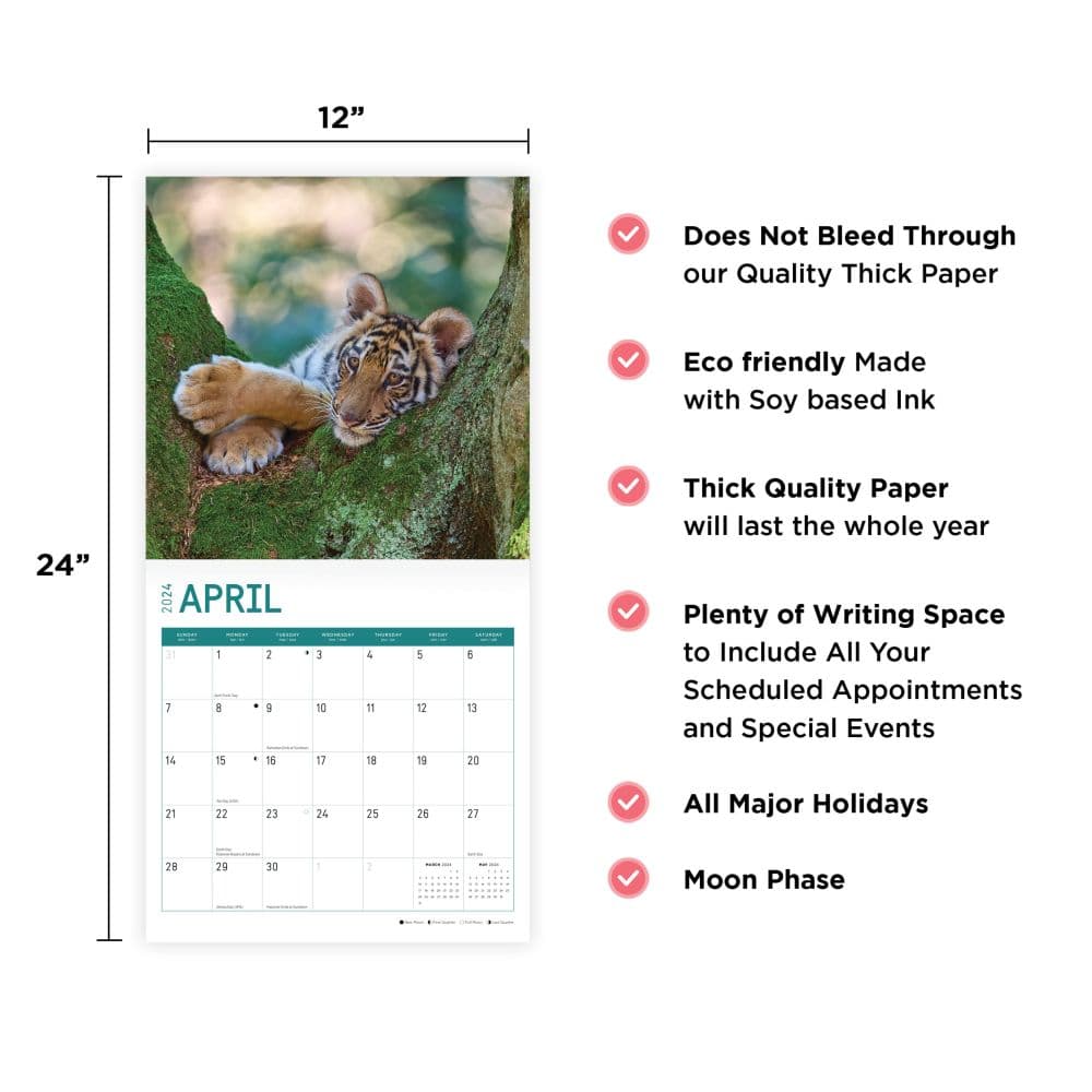 Baby Big Cats 2024 Wall Calendar