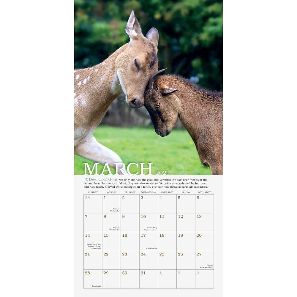 Unlikely Friendships Mini Wall Calendar