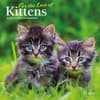image For the Love of Kittens 2024 Mini Wall Calendar Main Product Image width=&quot;1000&quot; height=&quot;1000&quot;
