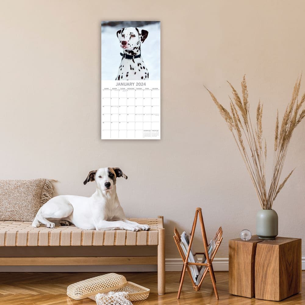 Dalmatians 2024 Wall Calendar