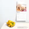 image Yellow Lab Retriever Puppies 2024 Wall Calendar Third Alternate Image width=&quot;1000&quot; height=&quot;1000&quot;