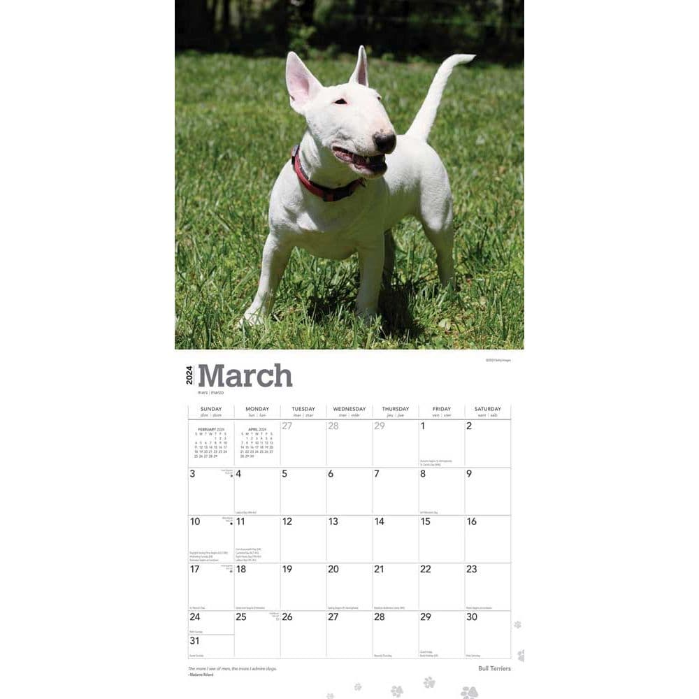 Bull Terriers 2024 Wall Calendar