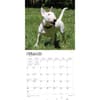 image Bull Terriers 2024 Wall Calendar Second Alternate Image width=&quot;1000&quot; height=&quot;1000&quot;