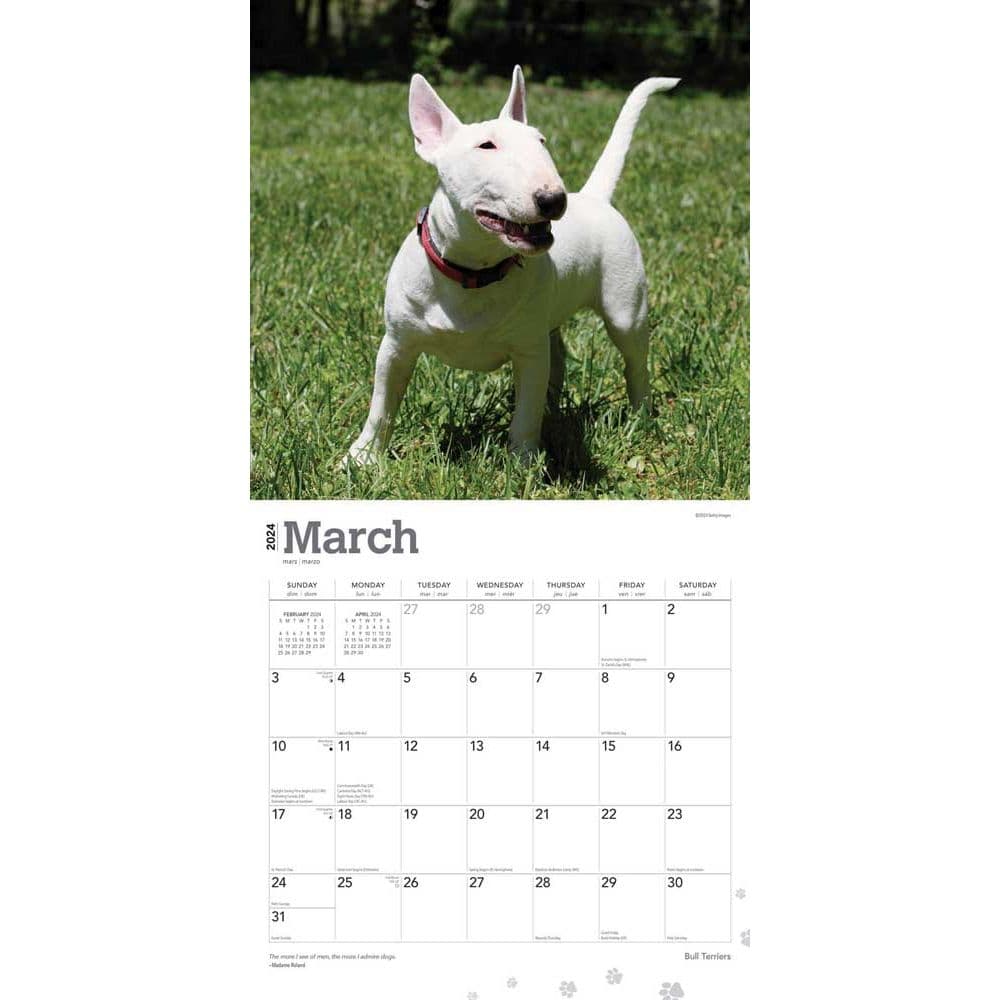 Bull Terriers 2024 Wall Calendar Second Alternate Image width=&quot;1000&quot; height=&quot;1000&quot;