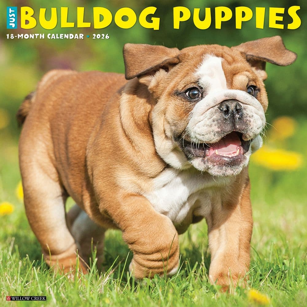 Just Bulldog Puppies 2026 Wall Calendar Main Image