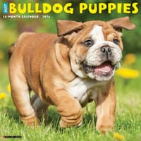 image Just Bulldog Puppies 2026 Wall Calendar Main Image