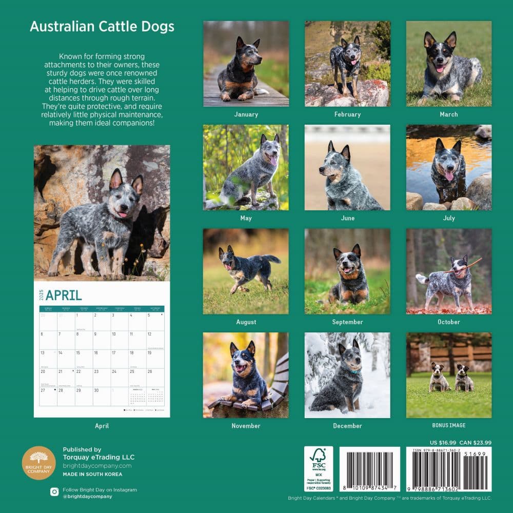 Australian Cattle Dogs 2025 Wall Calendar First Alternate Image width=&quot;1000&quot; height=&quot;1000&quot;