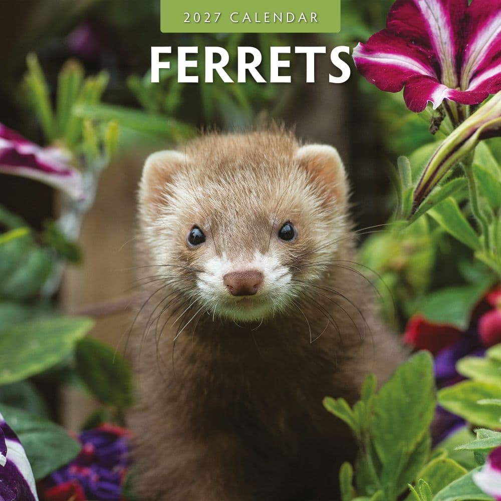 image Ferrets 2027 Wall Calendar Main Product Image