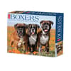 image Just Boxers 2025 Desk Calendar Main Product Image