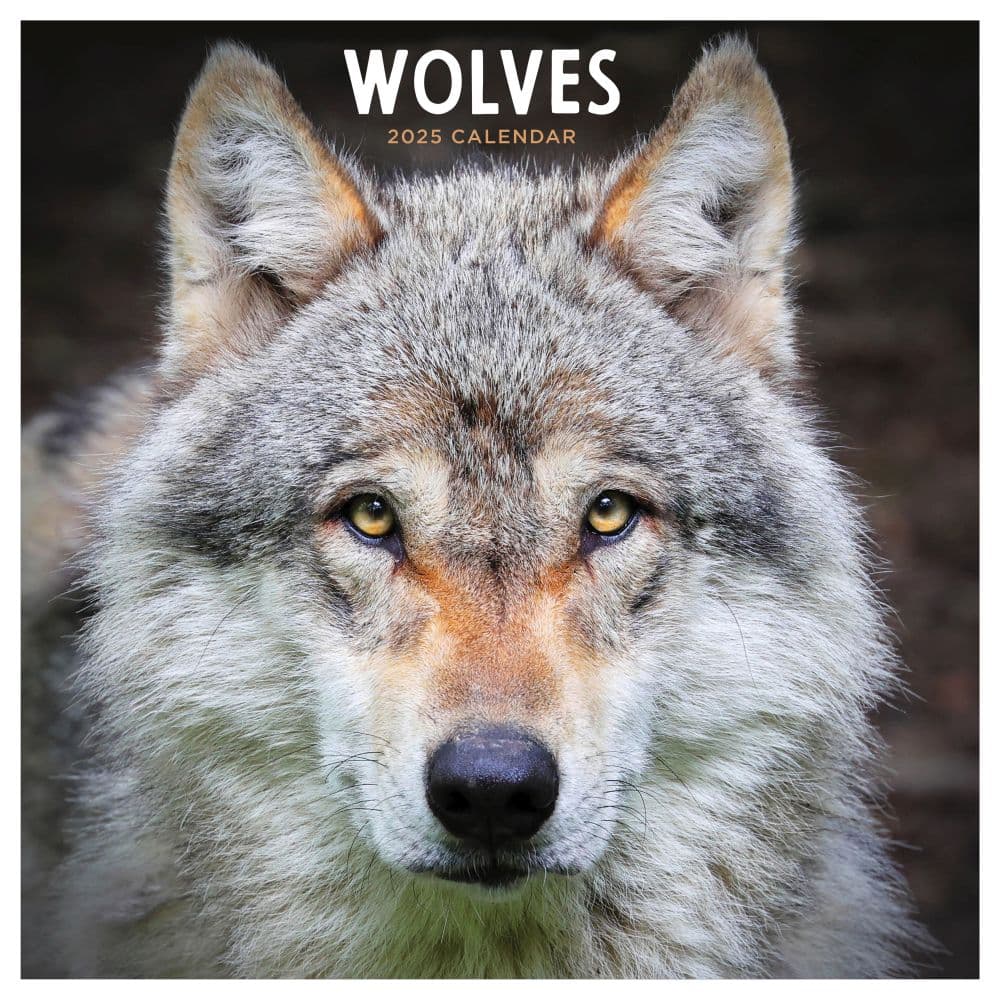 Wolves 2025 Wall Calendar - Calendars.com