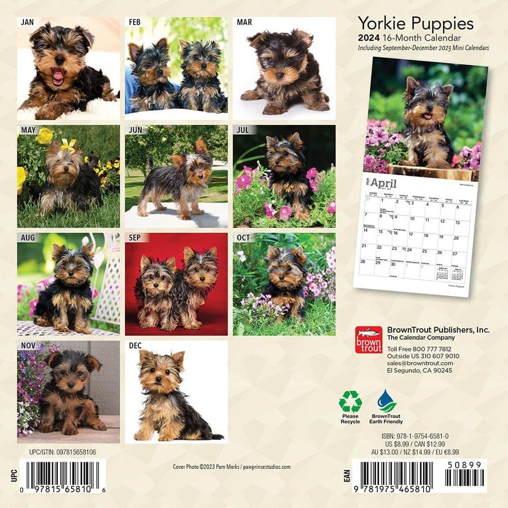 Yorkshire Terrier Puppies 2024 Mini Wall Calendar Calendars Com   55b4a608 D6cf 4f44 8a53 07bc4043520b