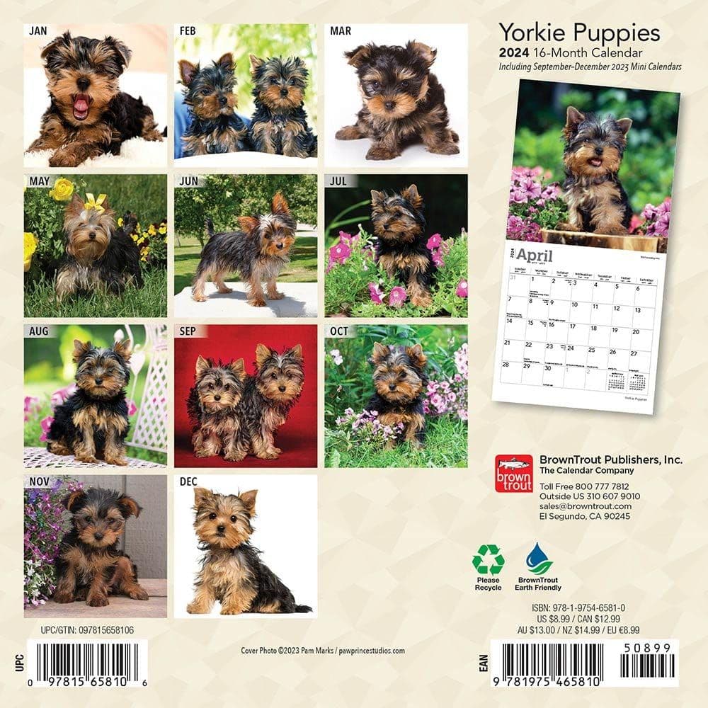 Yorkshire Terrier Puppies 2024 Mini Wall Calendar First Alternate Image width=&quot;1000&quot; height=&quot;1000&quot;