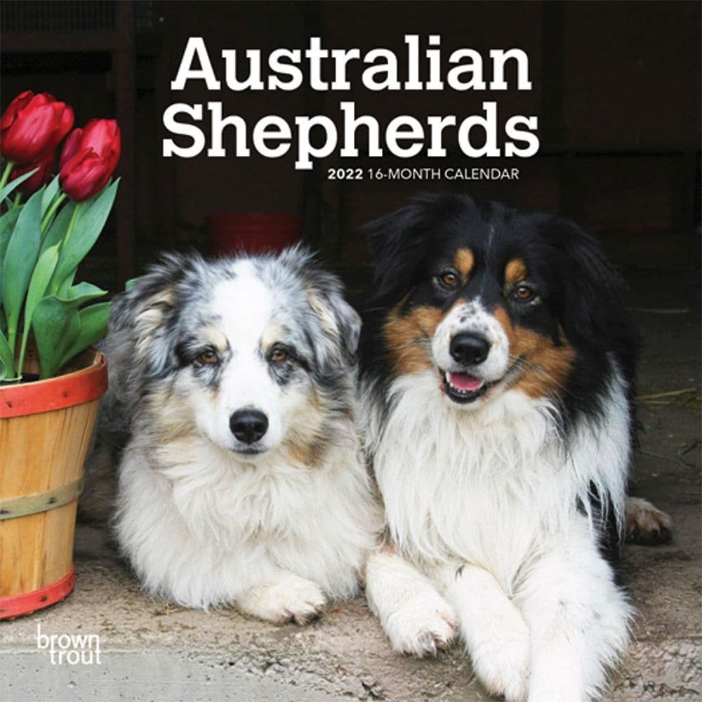 Australian Shepherd 2022 Mini Wall Calendar