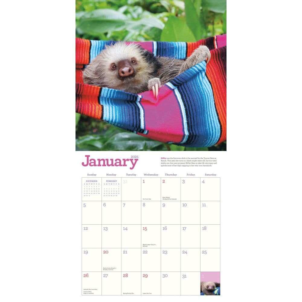 Hangin With Sloths 2025 Wall Calendar First Alternate Image width="1000" height="1000"