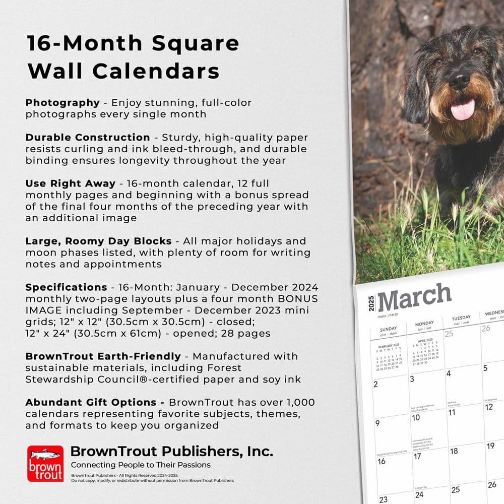 Miniature Dachshunds 2025 Wall Calendar Fifth Alternate Image