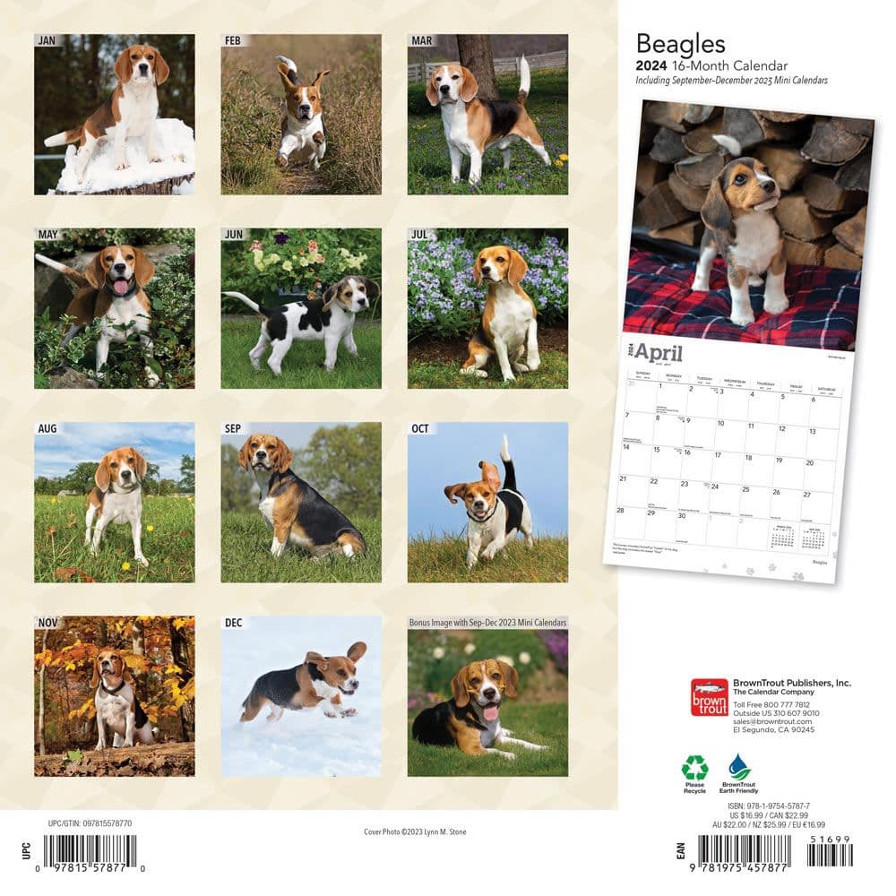 Beagles 2024 Wall Calendar