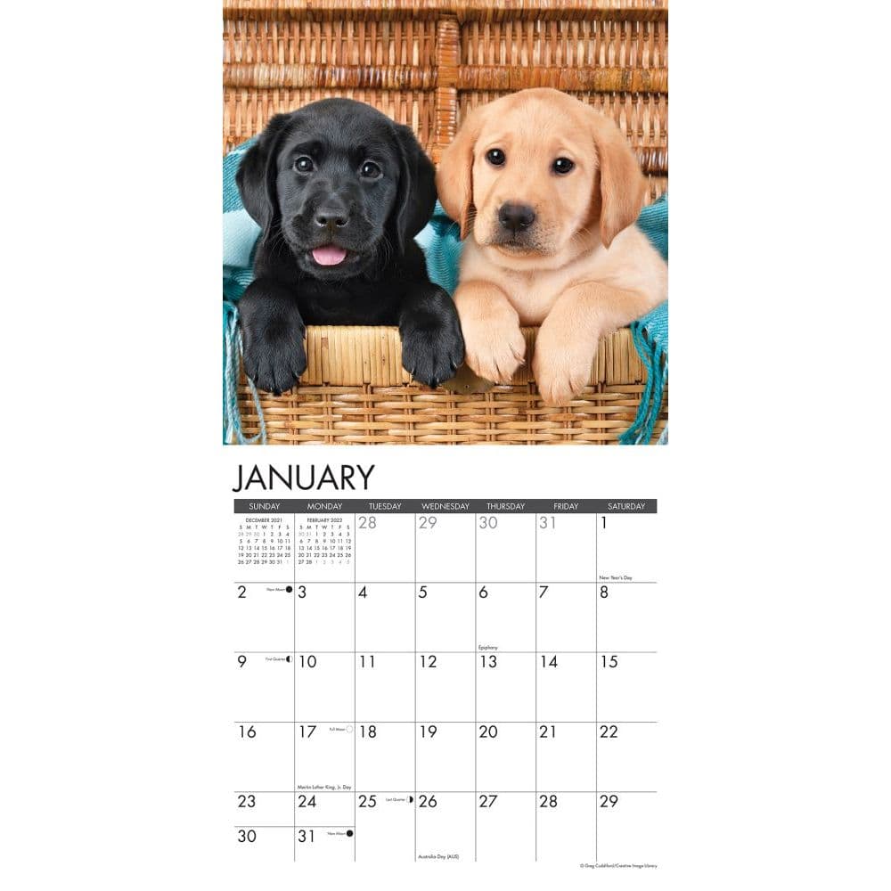 Lab Puppies 2022 Wall Calendar - Calendars.com