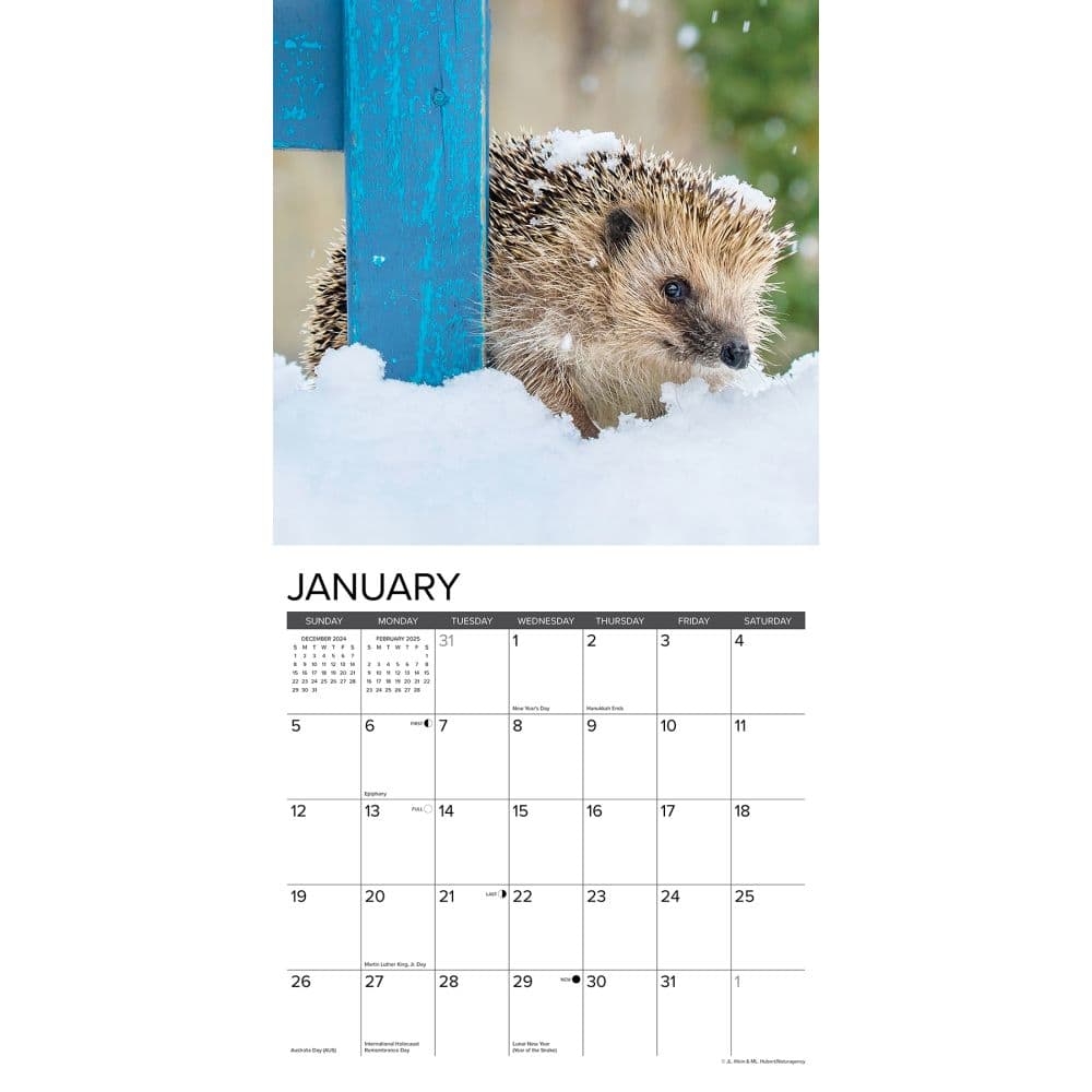 Hedgehogs 2025 Wall Calendar