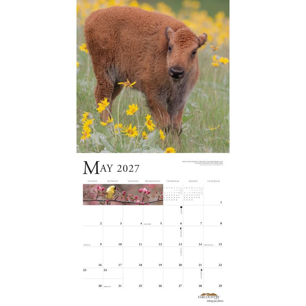 Montana Wildlife 2027 Wall Calendar Second Alternate Image