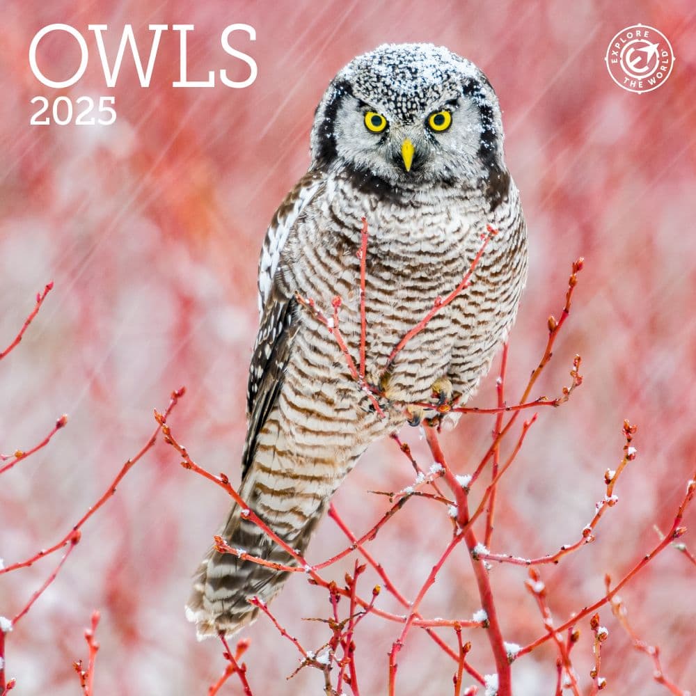 2025 Yearly Calendar Pretty Owls