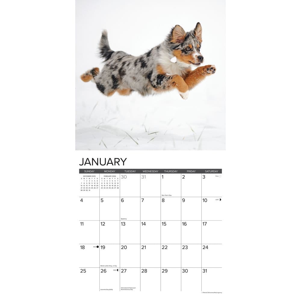 Australian Shepherds Just 2026 Wall Calendar Second Alternate Image