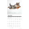 image Australian Shepherds Just 2026 Wall Calendar Second Alternate Image
