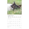 image I Love Cats Plato 2025 Wall Calendar Second Alternate Image width=&quot;1000&quot; height=&quot;1000&quot;