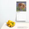 image Pomeranians 2025 Wall Calendar Alt4