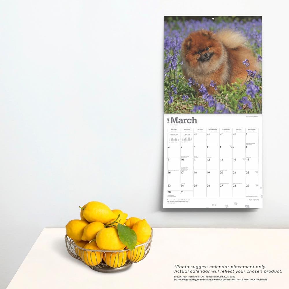 Pomeranians 2025 Wall Calendar Alt4